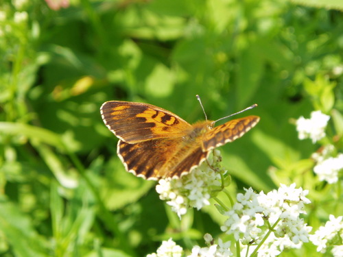 Lesser Marbled Fritillary, Кирово-Чепецкий р-н, Кировская обл., Россия, photo 6 of 10