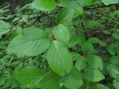 Viburnum burejaeticum