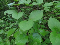 Viburnum burejaeticum