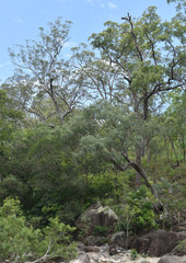Eucalyptus exserta