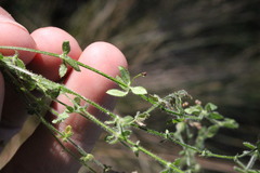 Galium leptogonium