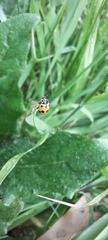 Hippodamia variegata