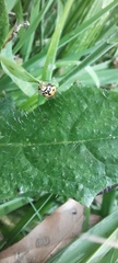 Hippodamia variegata
