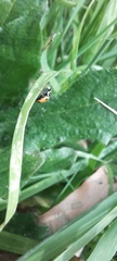 Hippodamia variegata