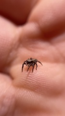 Pseudeuophrys lanigera