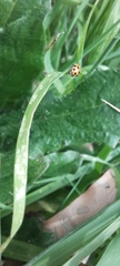Hippodamia variegata