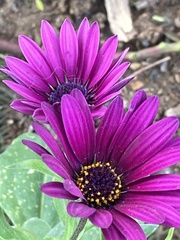 Dimorphotheca