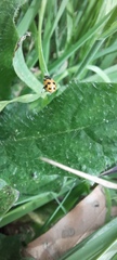 Hippodamia variegata