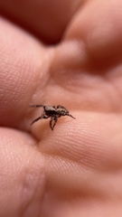 Pseudeuophrys lanigera