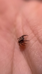 Pseudeuophrys lanigera