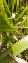 Coccinella transversalis