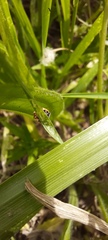 Coccinella transversalis