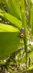 Coccinella transversalis