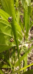 Coccinella transversalis