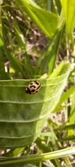 Coccinella transversalis