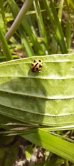 Coccinella transversalis