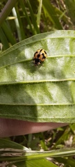 Coccinella transversalis