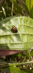 Coccinella transversalis