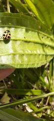 Coccinella transversalis