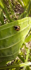 Coccinella transversalis