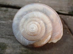 Helminthoglypta umbilicata