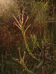 Zaluzianskya elongata