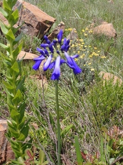 Agapanthus inapertus