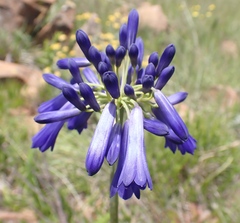 Agapanthus inapertus