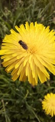 Syrphidae
