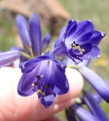 Agapanthus inapertus