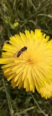 Syrphidae