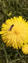 Syrphidae