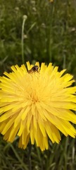 Syrphidae