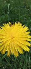 Syrphidae