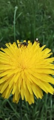 Syrphidae