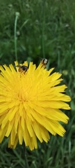 Syrphidae