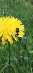 Syrphidae