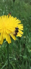 Syrphidae