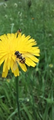Syrphidae