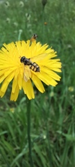 Syrphidae