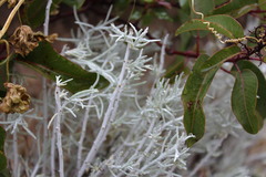 Tetradymia comosa