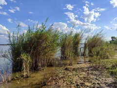 Phragmites mauritianus