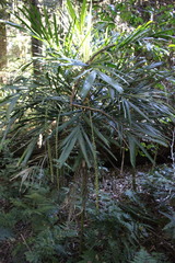 Linospadix monostachyus