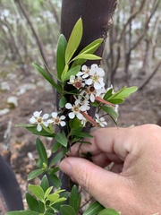 Leptospermum luehmannii