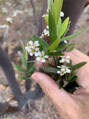 Leptospermum luehmannii