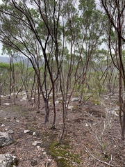 Leptospermum luehmannii
