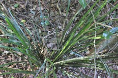 Lomandra spicata