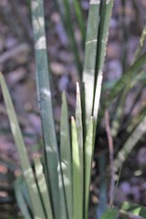 Lomandra spicata