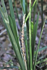 Lomandra spicata