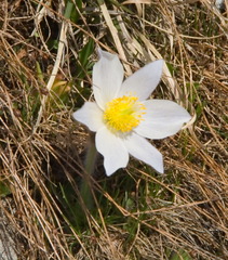 Pulsatilla vernalis